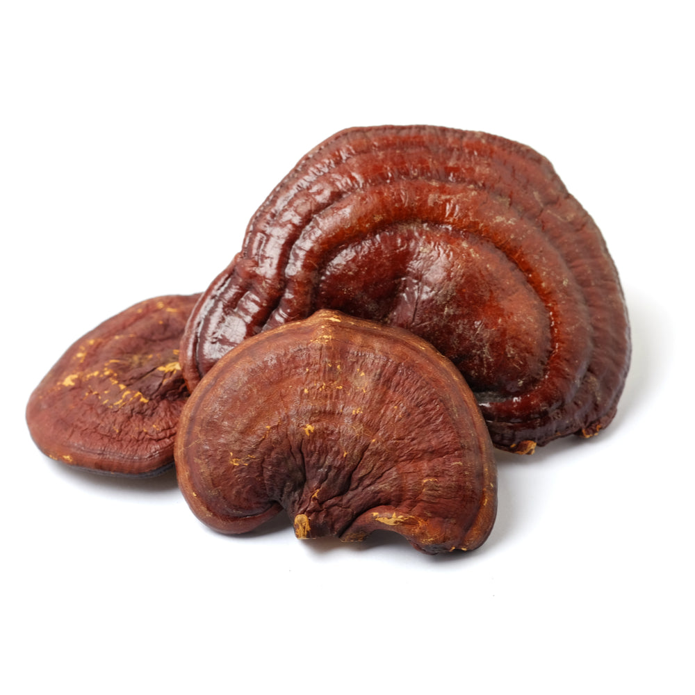 Reishi ganoderma grybas