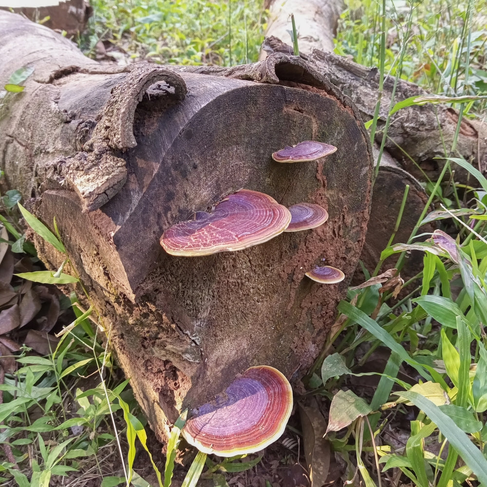 reishi grybas